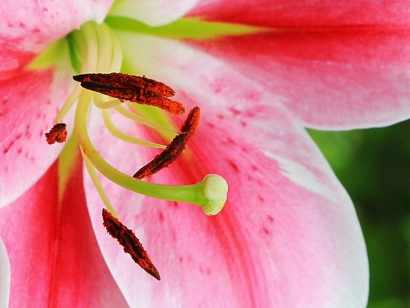 Biotechnologie en bloemen EPS dozen